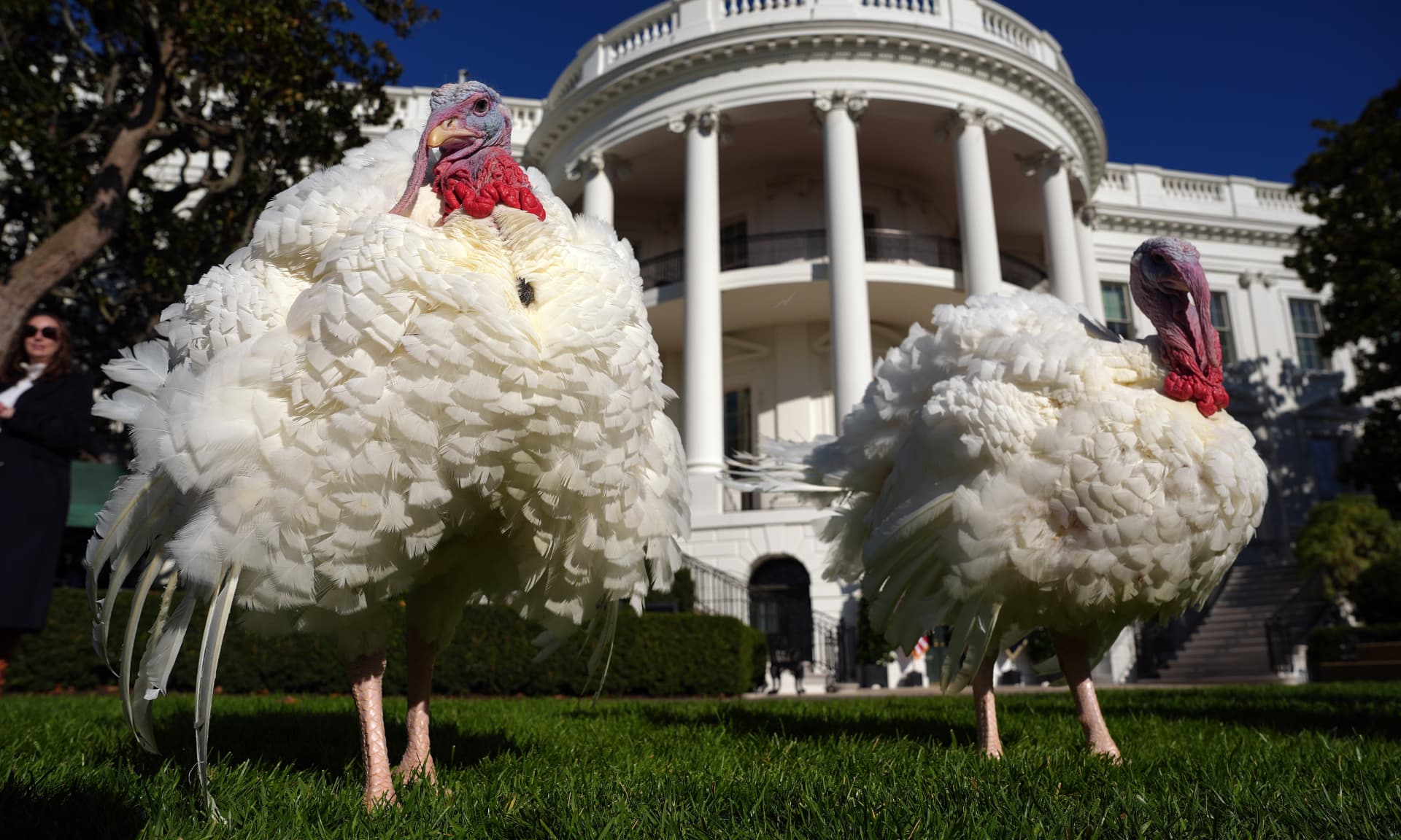 White House turkey pardon