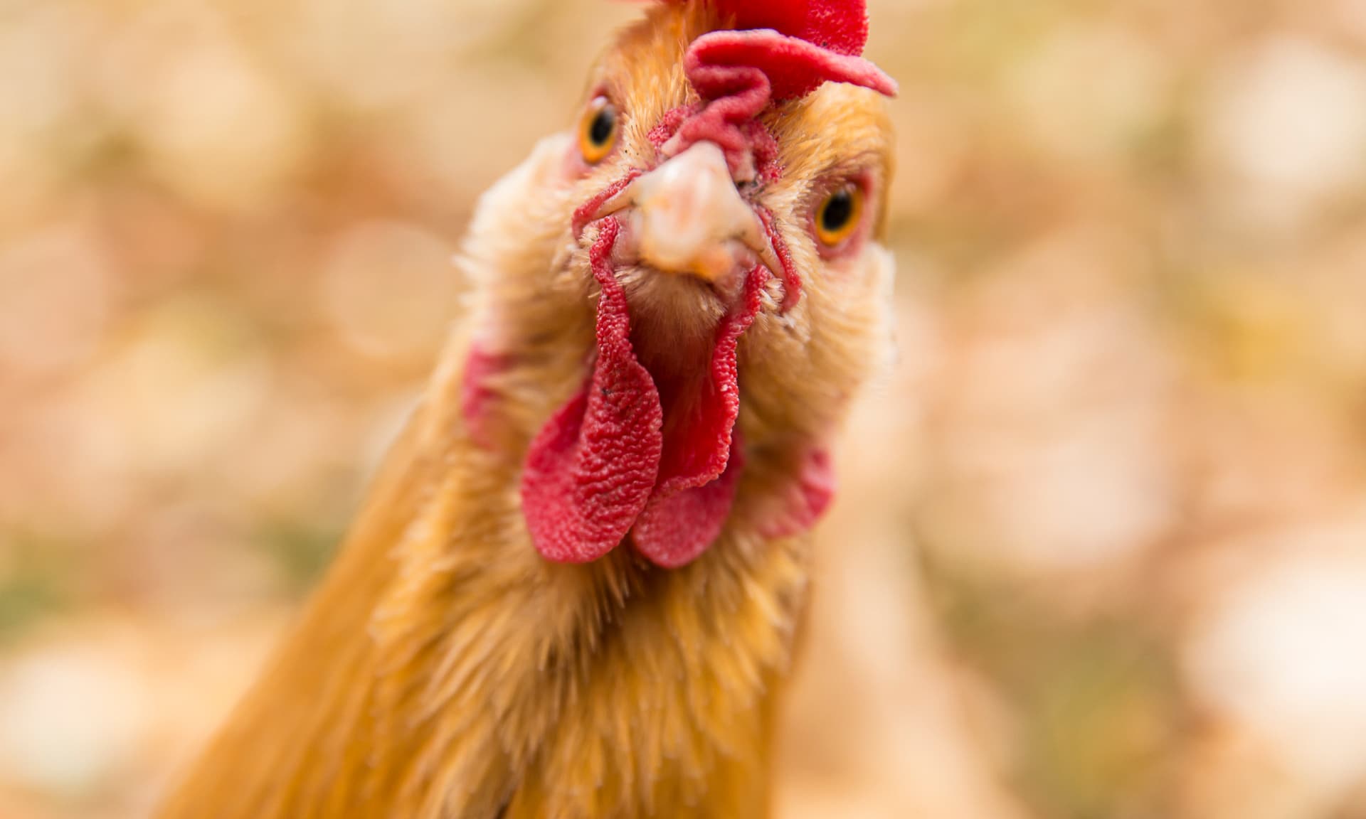 close up of chicken